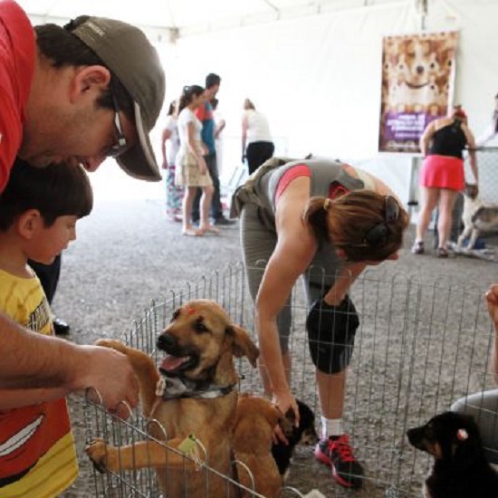 Ong faz feira de adoção de animais da Zoonose