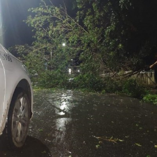 Defesa civil atende ocorrências de quedas de árvores no fim de semana