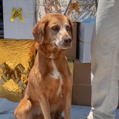 Ong faz Feira de Adoção de animais do CCZ neste sábado, 8