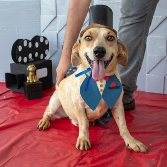 Ong faz feira de adoção de animais do CCZ