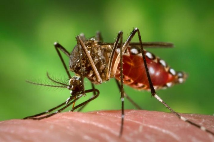 Em 4 meses, Brasil chega ao mesmo número de casos de dengue de 2021