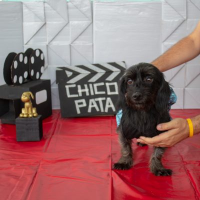 Ong faz feira de adoção de animais do CCZ no sábado, 14