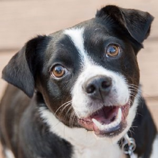 Prefeitura realiza vacinação antirrábica em Taubaté na quinta-feira, 9