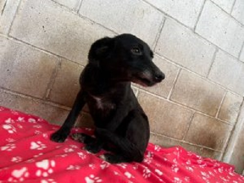 Taubaté celebra o Julho Dourado de cuidado aos animais com evento de vacinação antirrábica e microchipagem