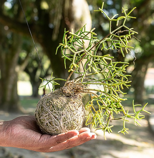 Oficina Terraterapia no Sesc Taubaté neste fim de semana