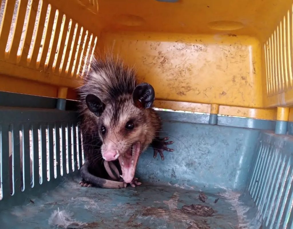 Defesa Civil resgata três gambás na mesma semana em Taubaté