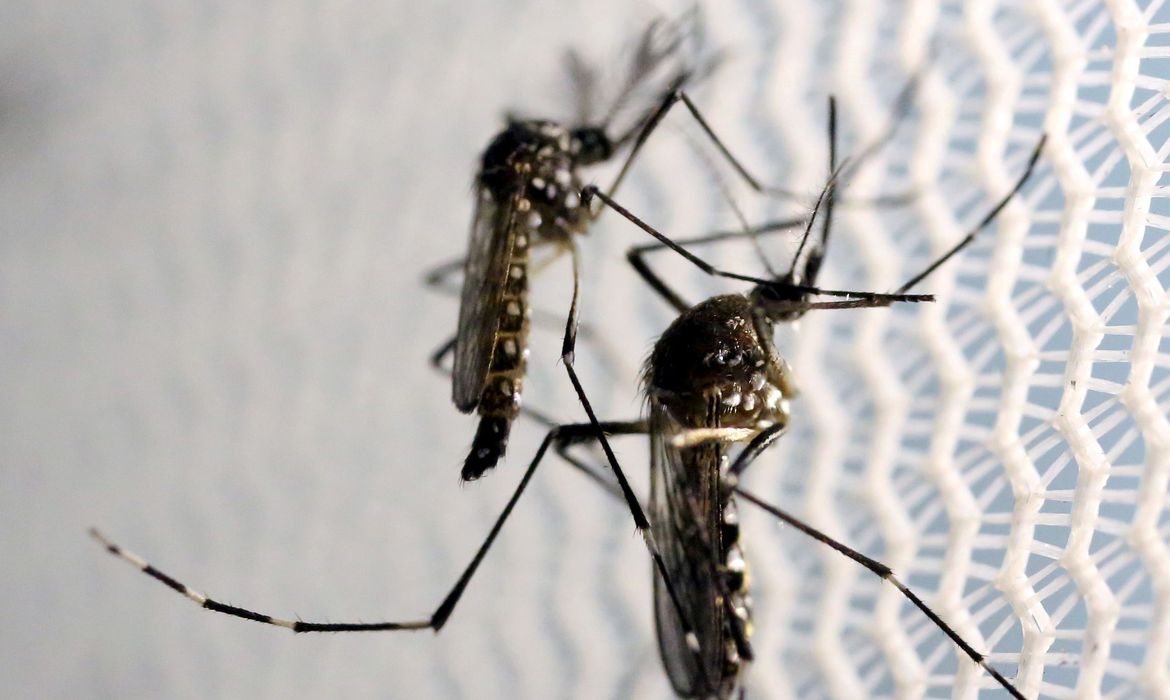 Brasil bate recorde anual de mortes por dengue em 2022