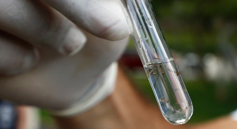 Vacina contra a dengue do Butantan atinge eficácia de 79,6%