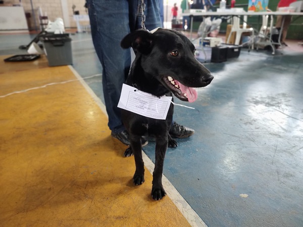 Prefeitura de Taubaté realiza serviço de castra móvel em janeiro