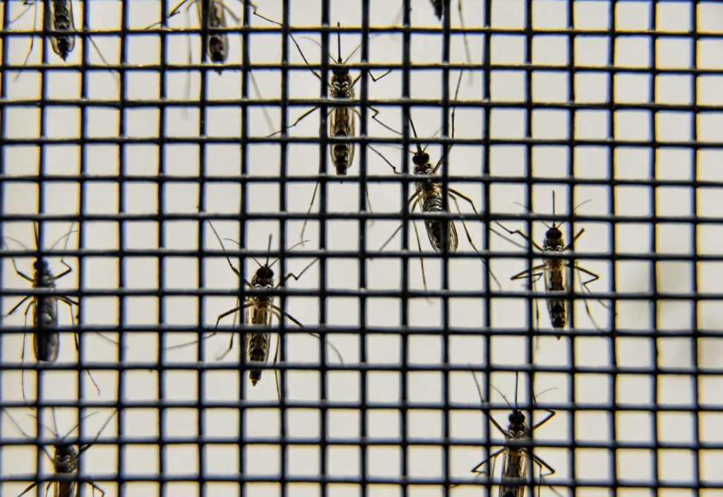 Campanha do Estado de SP alerta contra mosquito da dengue: ‘qual o animal mais perigoso do mundo?