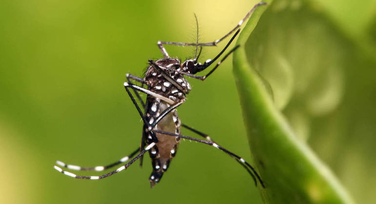 Número de casos de dengue no Brasil cresce 37% nos primeiros quatro meses de 2023