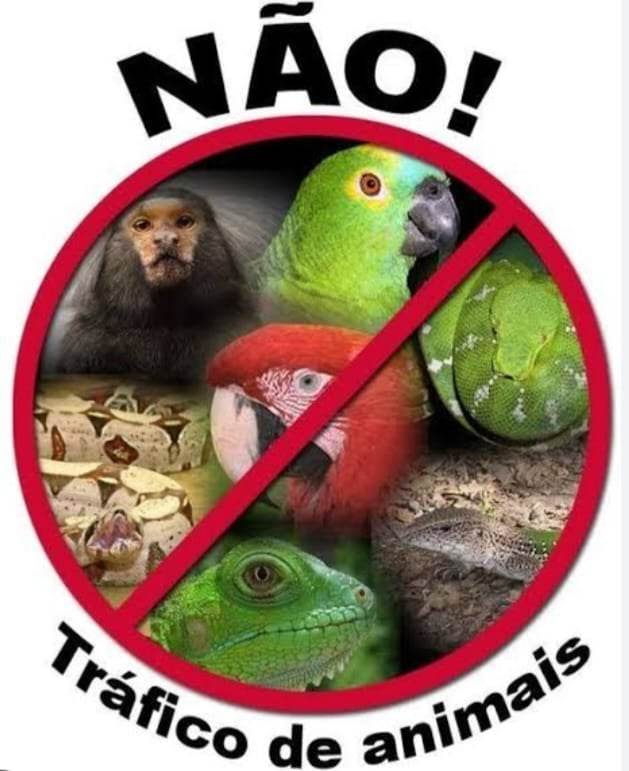 Direito Animal em foco – Tráfico de animais selvagens tem dados alarmantes no Brasil e no mundo