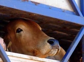 Direito Animal em foco – Justiça brasileira proíbe exportação de animais vivos