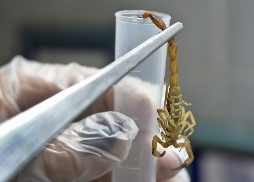 Prefeitura inaugura Sala de Soro Antiescorpiônico para crianças no HMUT