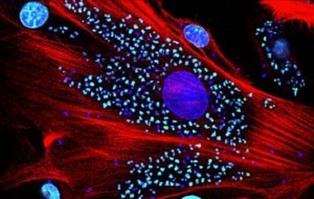 Estudo com apoio de SP mostra que droga contra leucemia pode combater doença de Chagas