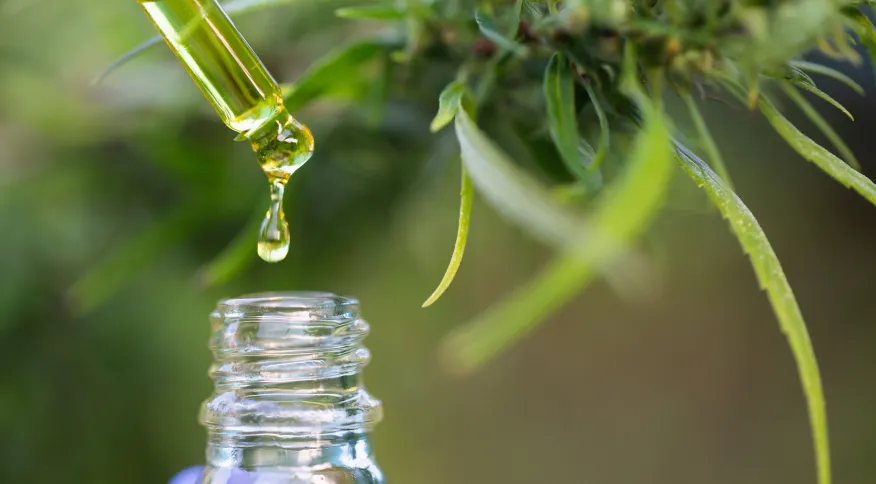 Acre sanciona lei que garante fornecimento gratuito de cannabis medicinal