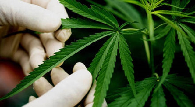 Anvisa proíbe importação de cannabis in natura e partes da planta