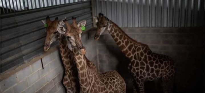 Mortes de girafas no Rio estão ligadas a 'maior caso de tráfico de