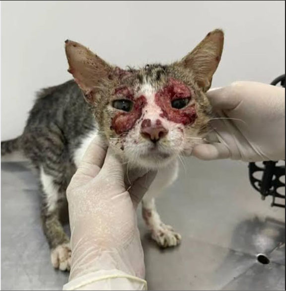 Direito Animal em foco – Alerta sobre incidência de esporotricose