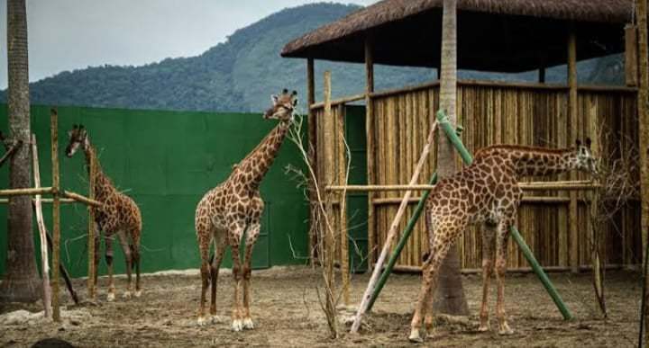 Mortes de girafas no Rio estão ligadas a 'maior caso de tráfico de