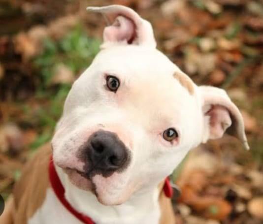 Direito Animal em foco – Pitbull mata?