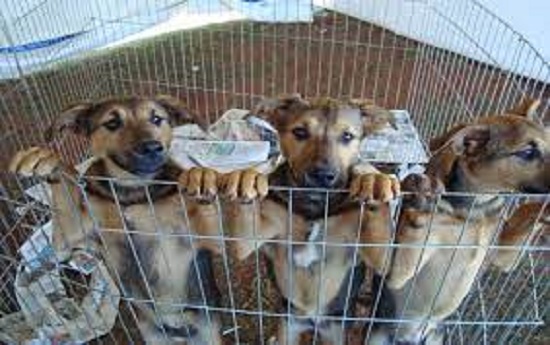 Alesp aprova lei que proíbe a venda de animais em pet shops e sites