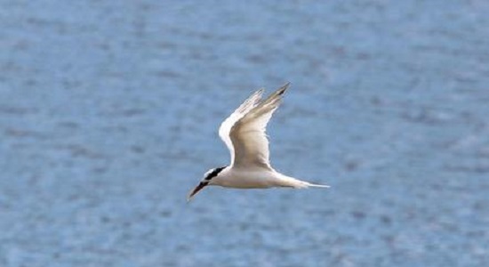 Governo de São Paulo decreta estado de emergência por gripe aviária