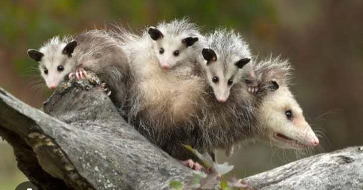 Direito Animal em foco – A importância Ambiental do GAMBÁ