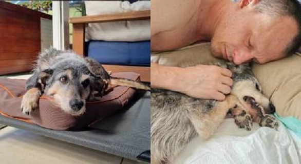 Estopinha, primeira pet influenciadora do Brasil, morre aos 14 anos