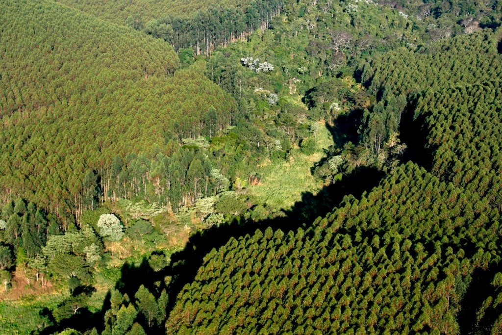 Suzano restaura 13 mil hectares de Mata Atlântica no Estado de São Paulo