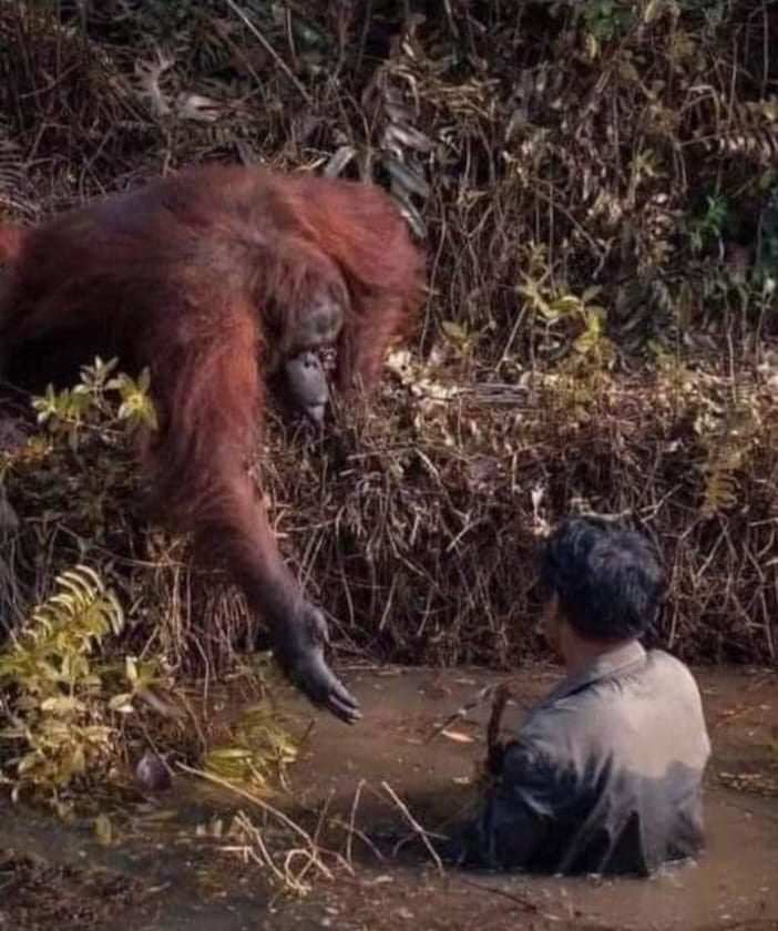 Direito Animal em foco – Animais são seres sencientes