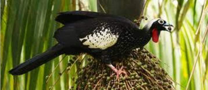 Direito Animal em foco – A jacutinga e a juçara são uma ave e uma palmeira da Mata Atlântica