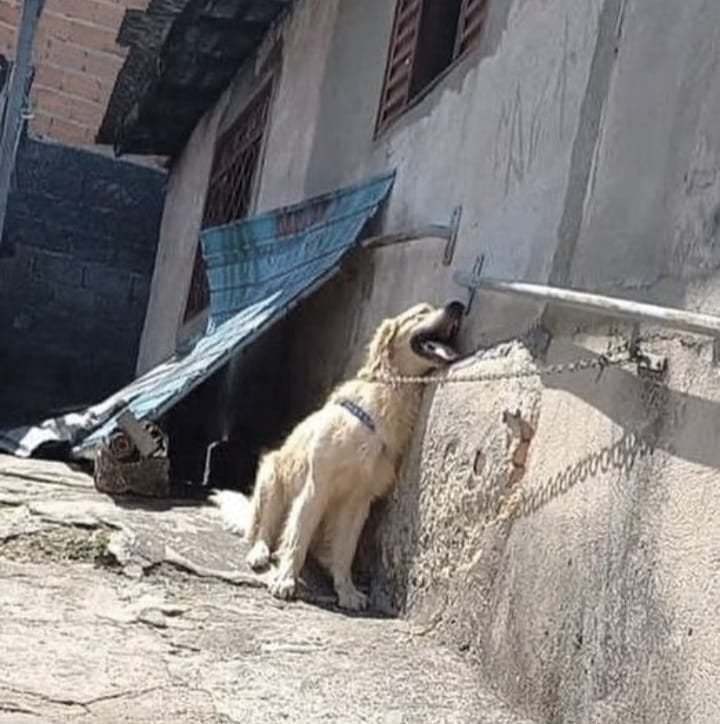 Direito Animal em foco – Ativismo na causa animal