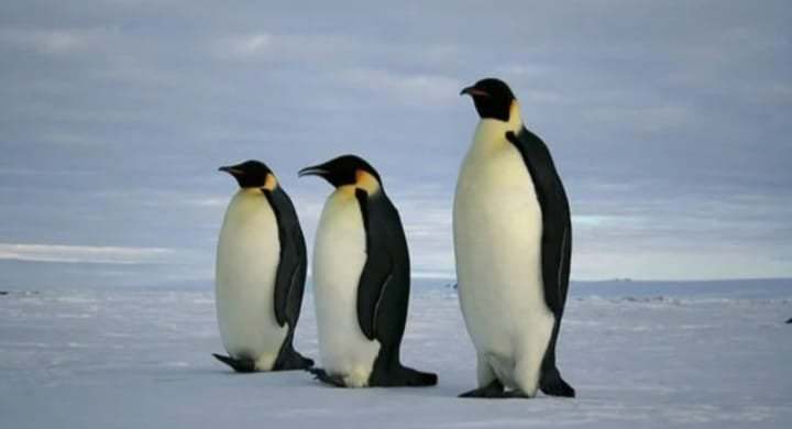 Direito Animal em foco: 10 espécies ameaçadas em razão das mudanças climáticas