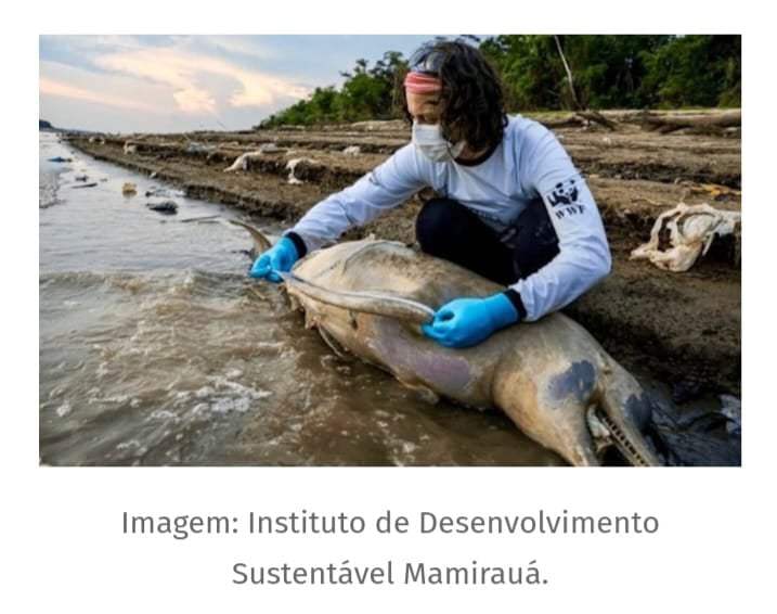 Direito Animal em foco – Temperatura alta mata animais