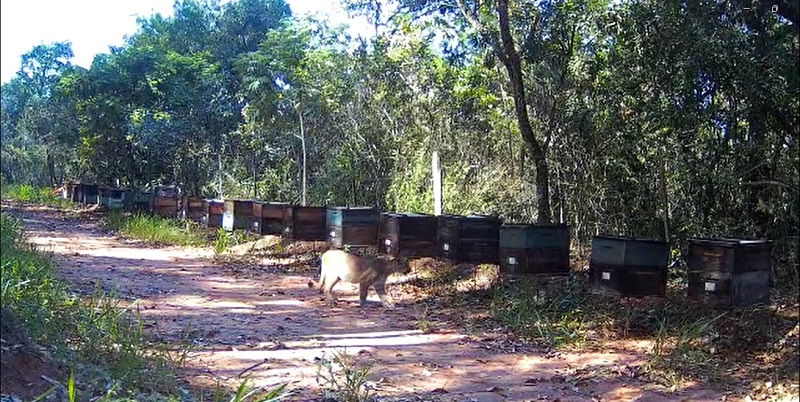 Manejo sustentável da Suzano contribui para a preservação da biodiversidade e registra 441 espécies em São Paulo