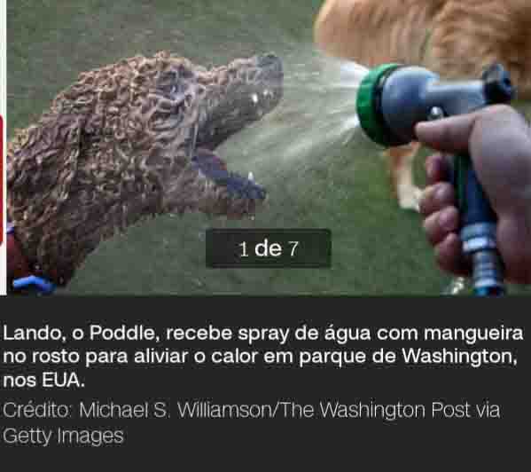 Direito Animal em foco – Onda de calor: como cuidar dos pets durante as altas temperaturas?