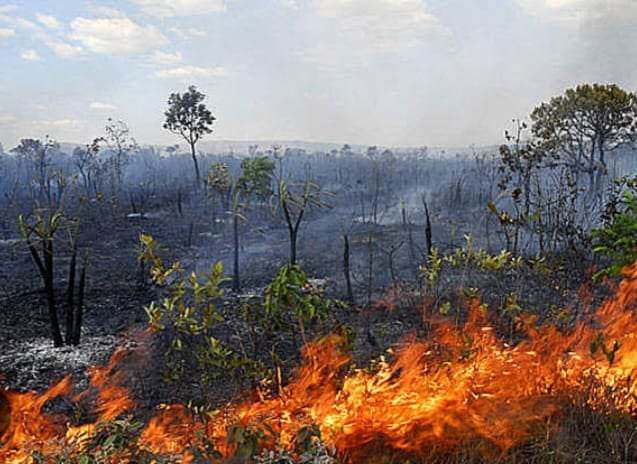 Direito Animal em foco – Área queimada no Cerrado tem redução de 53% em 2023 e no Pantanal queda foi ainda maior: 55%