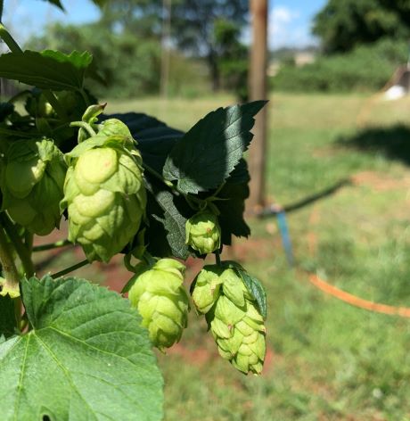 Estudos atestam a viabilidade da produção de lúpulo no Estado de SP