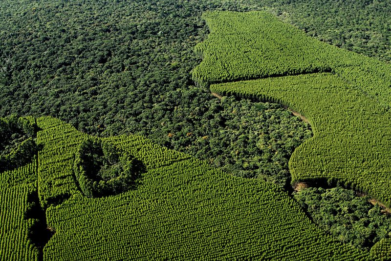 Suzano torna-se membro da Coalizão Florestal Sustentável Internacional