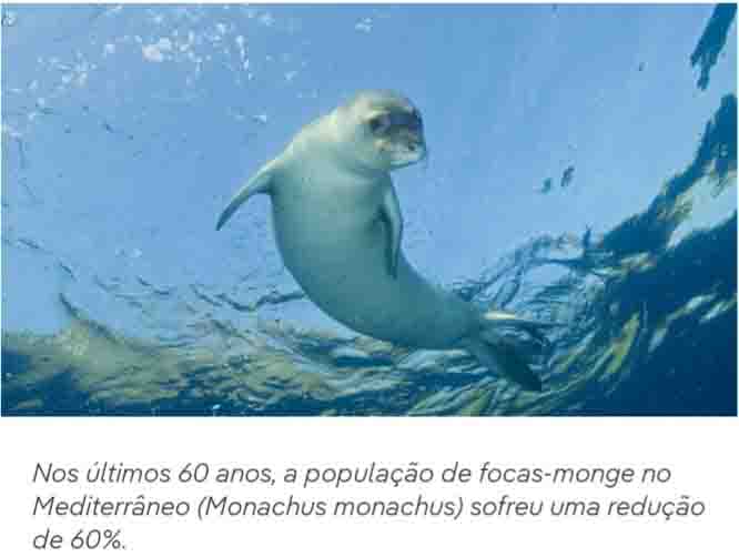 Direito Animal em foco – Animais em perigo de extinção pelo aquecimento global: A sexta extinção