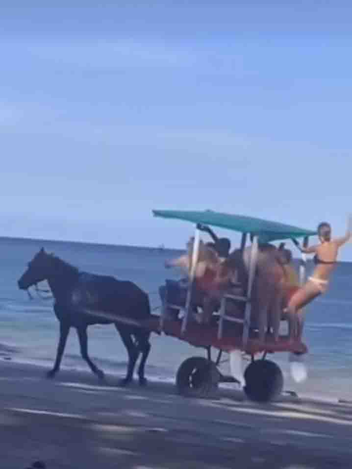 Direito Animal em foco – Carroças e charretes proibidas no litoral do Nordeste