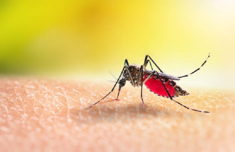 Taubaté declara situação de emergência por epidemia de dengue