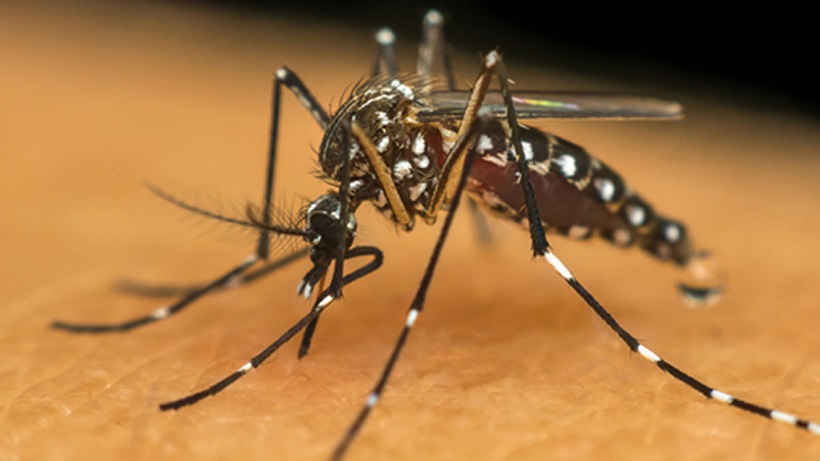 Prefeitura divulga novo balanço sobre situação da dengue em Taubaté