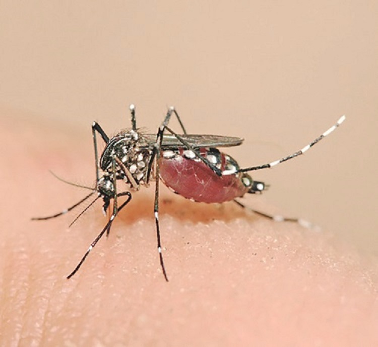ADL de janeiro mostra risco de epidemia de dengue em Taubaté