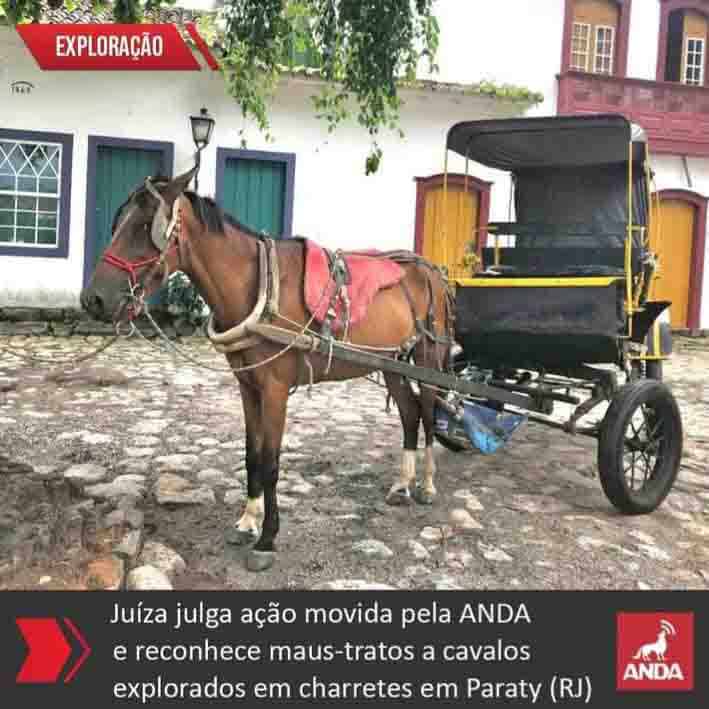 Direito Animal em foco – Juíza julga reconhece maus-tratos a cavalos explorados em charretes em Paraty (RJ)