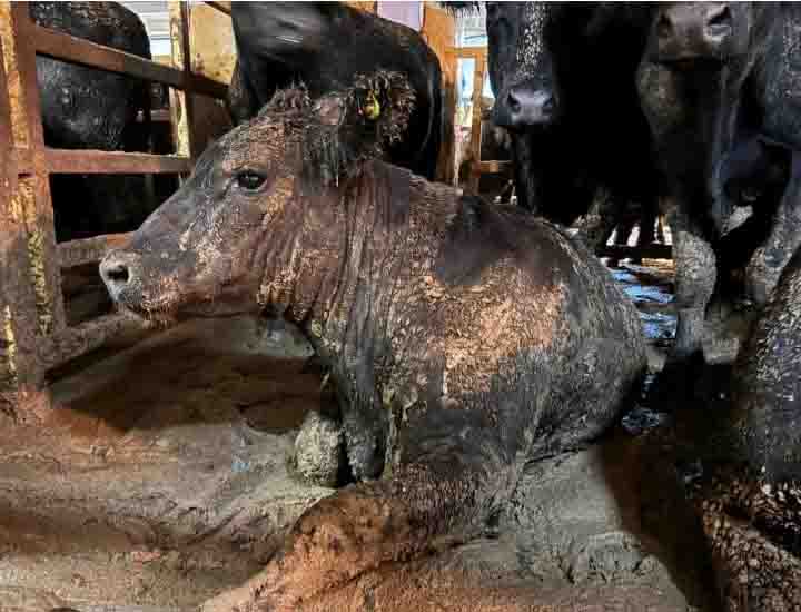 Direito Animal em foco – ‘Fezes até o topo’: o navio que saiu do Brasil e infestou cidade da África
