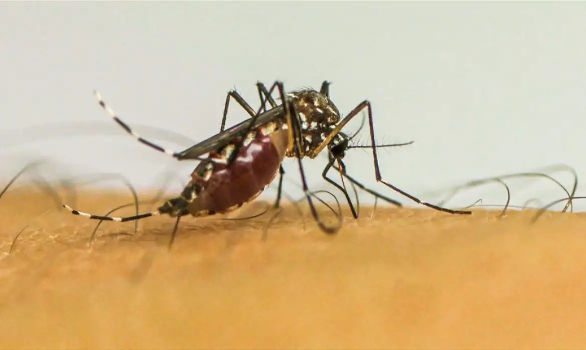 Brasil tem quase quatro milhões de casos prováveis de dengue