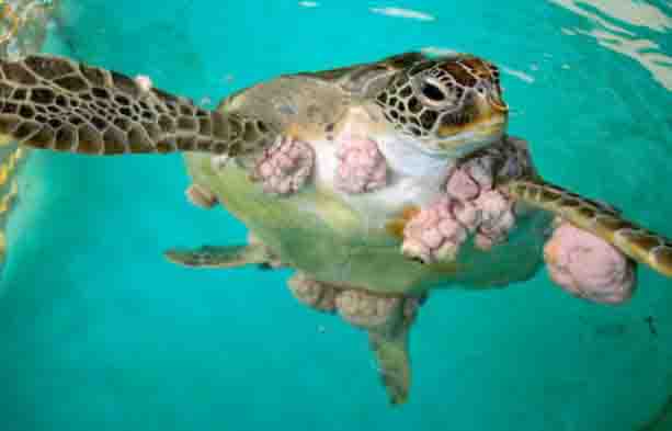 Direito Animal em foco – Tartarugas com tumores indicam que praias estão muito poluídas, mostra estudo