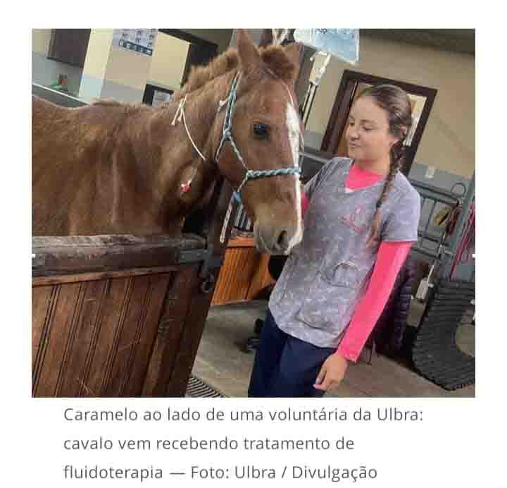 Direito Animal em foco – Cavalo Caramelo: antes vítima de maus tratos, animal é requisitado com 20 pedidos de adoção por dia, outros 15 equinos resgatados durante as enchentes estão sem dono